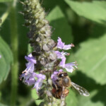 Ocimum Tenuiflorum Holy Basil Hot Basil Tulasi Tulsi North